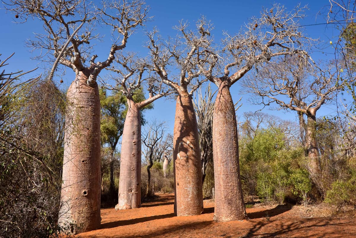 "Baobabs at Ifaty" by Rod Waddington is marked with CC BY-SA 2.0. To view the terms, visit https://creativecommons.org/licenses/by-sa/2.0/?ref=openverse