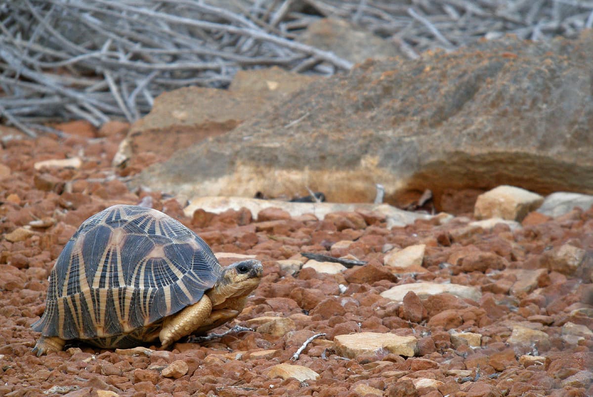 "Radiated Tortoise, Tsimanampetsotsa, Madagascar" by Frank.Vassen is marked with CC BY 2.0. To view the terms, visit https://creativecommons.org/licenses/by/2.0/?ref=openverse