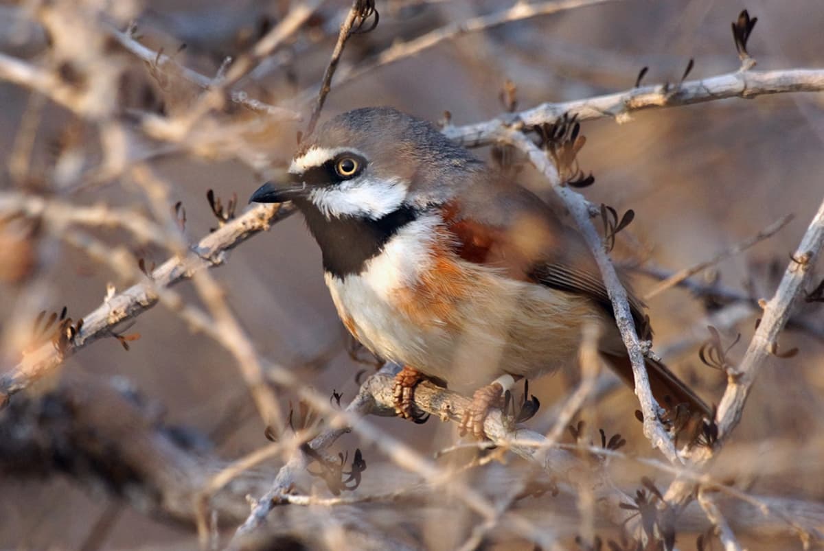 "Red-shouldered Vanga (Calicalicus rufocarpalis)" by David Cook Wildlife Photography is marked with CC BY-NC 2.0. To view the terms, visit https://creativecommons.org/licenses/by-nc/2.0/?ref=openverse