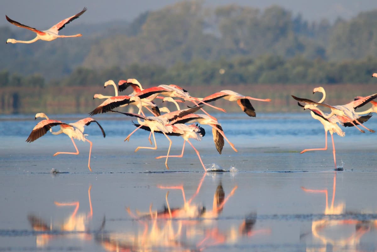 "Flamant Rose (7) - Phoenicopterus roseus - Oiseaux - Ornithologie - Birds - Canet en Roussillon - Étang de St Nazaire" by serguei_30 is marked with CC BY-NC-SA 2.0. To view the terms, visit https://creativecommons.org/licenses/by-nc-sa/2.0/?ref=openverse