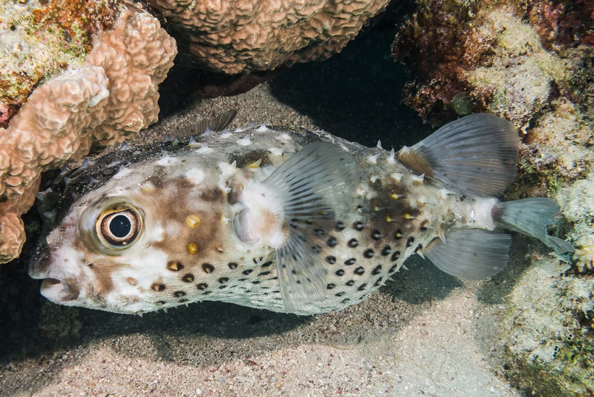 "Yellowspotted Burrfish - Cyclichthys spilostylus" by zsispeo is marked with CC BY-NC-SA 2.0. To view the terms, visit https://creativecommons.org/licenses/by-nc-sa/2.0/?ref=openverse